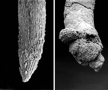 A healthy wheat root tip, left, compared to a root tip deformed by aluminium toxicity, right. PHOTO CSIRO