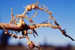 Pulse production set for beneficial returns from rhizobia bank