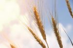 White wheat outperforms red varieties in review of sensory differences
