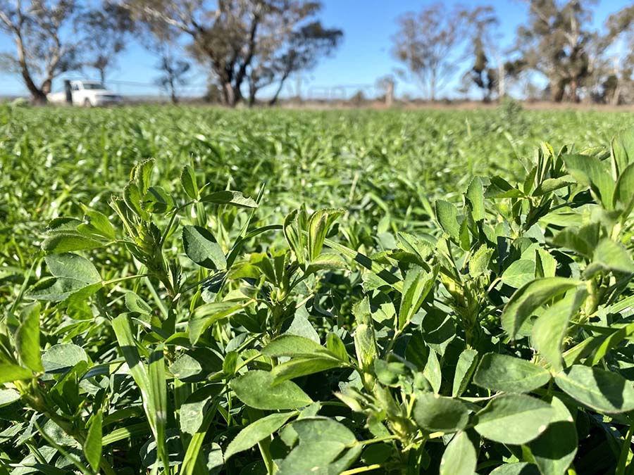 Long-term highly-productive legume-based pastures not only carry more livestock, but are also likely to have higher organic carbon levels and nutrients. PHOTO Nicole Baxter