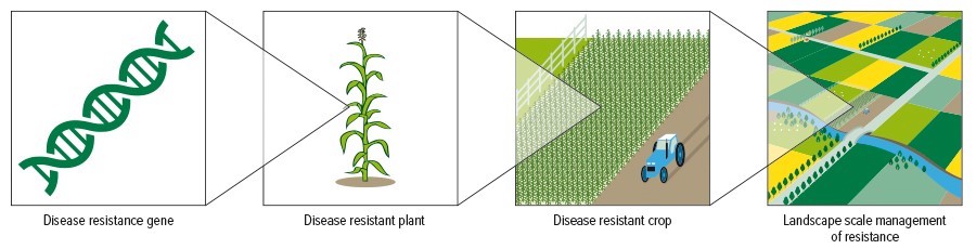 graphic strategic crop rotation