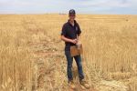 Manipulating flowering could reduce wheat yield gap