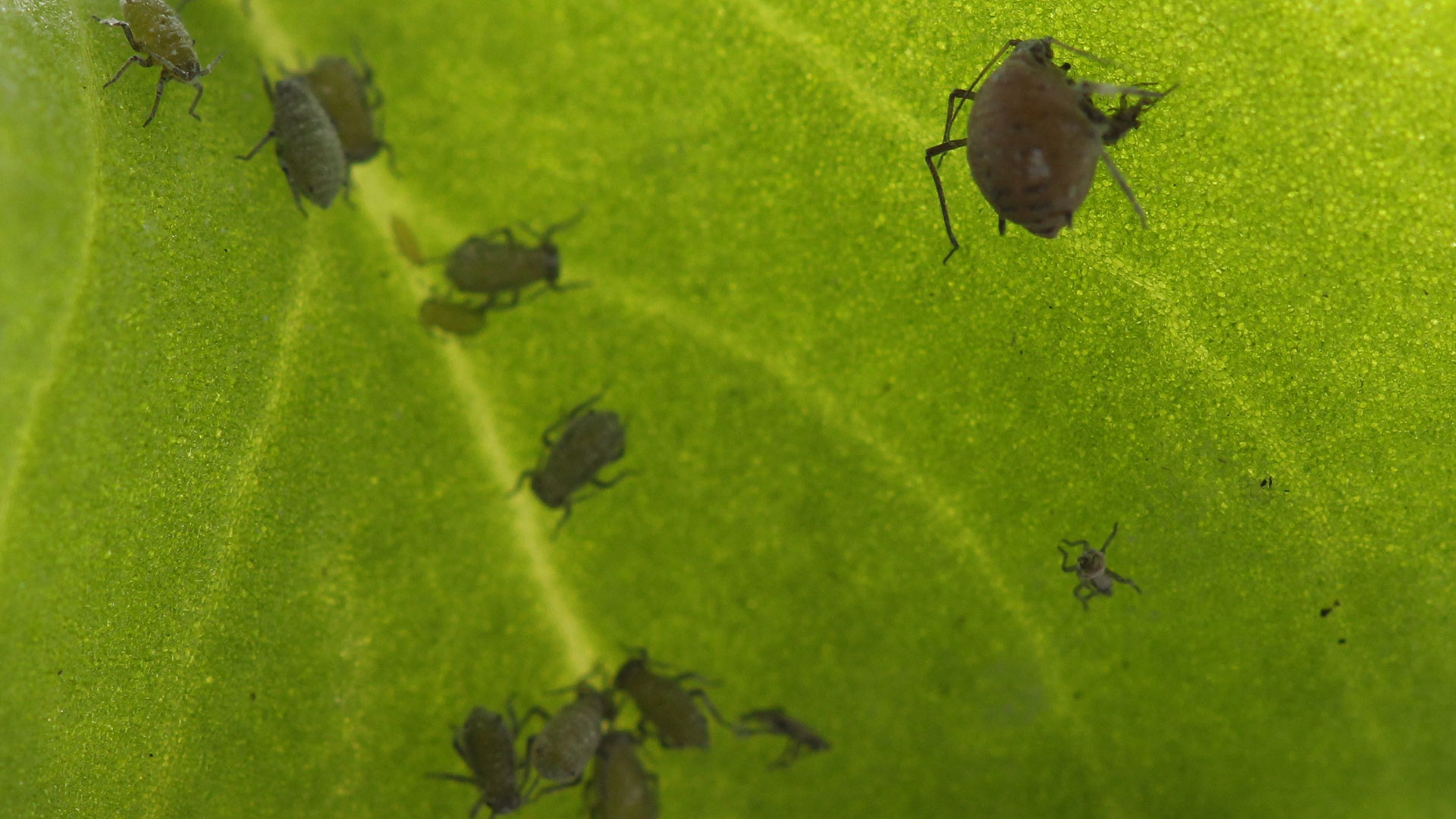 Parasitoid wasps with a taste for aphids | Groundcover