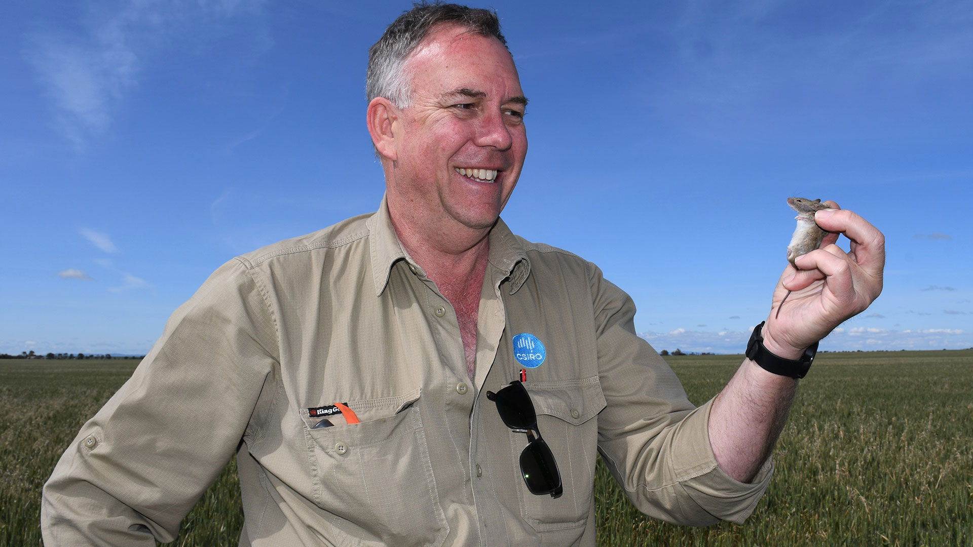 CSIRO researcher Steve Henry is pictured in a paddock holding a mouse in his left hand 