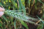 DMI resistance in wheat powdery mildew confirmed for the first time