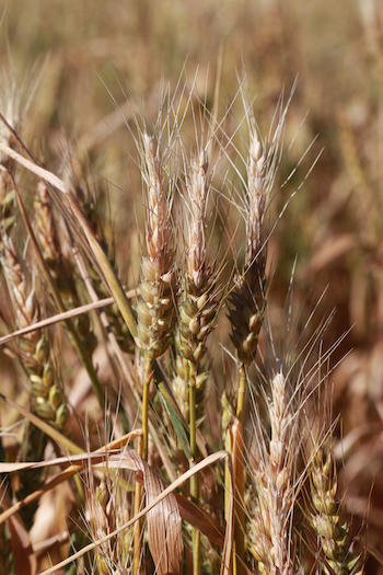 wheat head