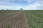 Guidance systems a plus for on and edge-row sowing