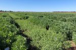 Northern growers warned to consider elevated disease risk when making chickpea planting decisions