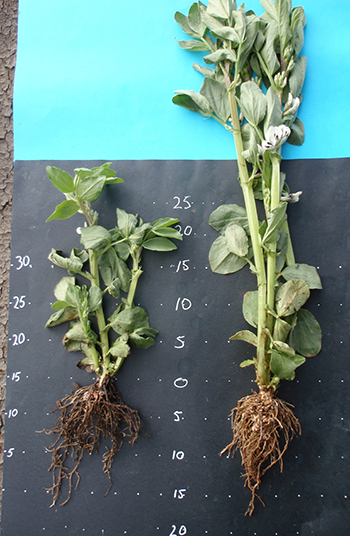 small versus taller faba bean. The smaller faba bean was grown in a soil with a pH of 4.2 at five to 20 centimetres. The taller faba bean was grown in a soil with a pH of 5.0 to 5.2 at a depth of five to 20cm.