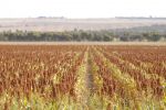 Patience a virtue for sorghum start 