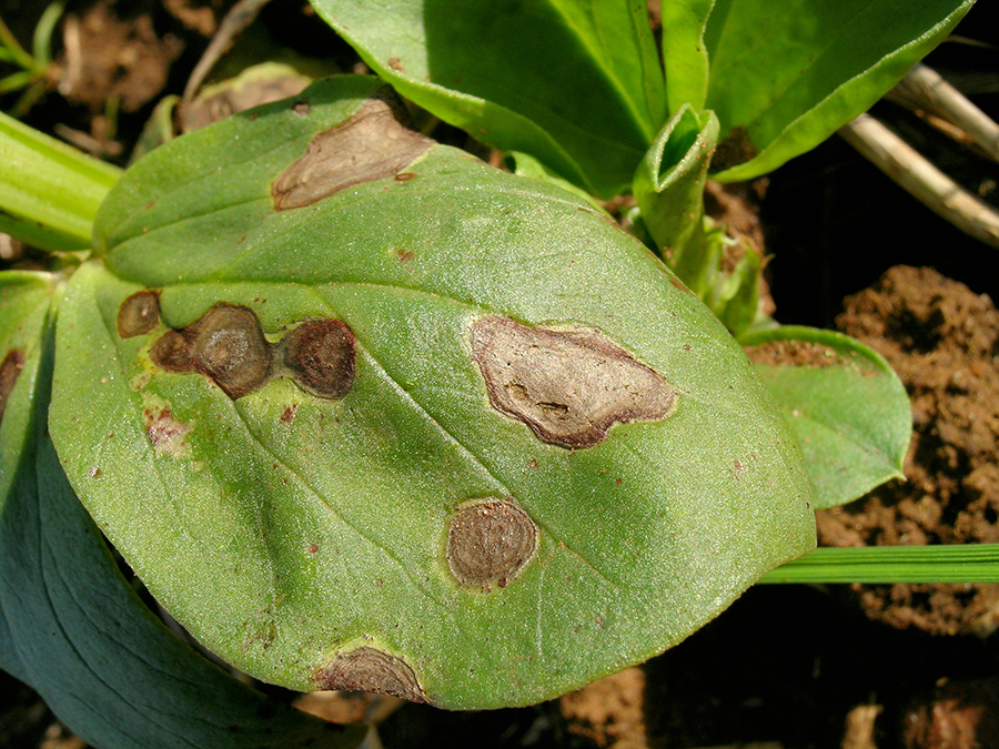 A green faba bean leaf with cercospora fungus.