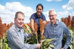 The quest for sorghum that will not buckle under pressure