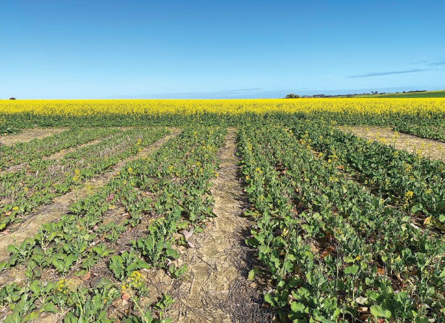 The Meckering site’s canola crop in 2023 after  a previous lupin crop.
