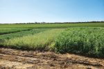 Profitable legumes becoming a reality