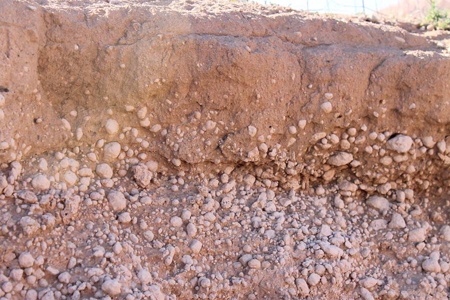 Morrel soil with carbonate nodules near the surface. This source has a neutralising value near 50 per cent. PHOTO The Liebe Group