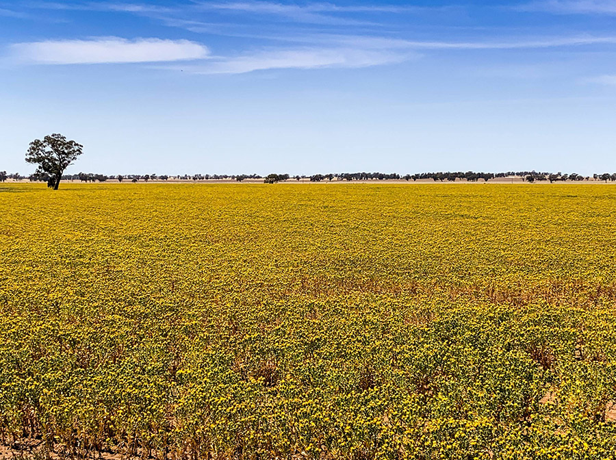 The super-high-oleic safflower crop planted on Brendan Forbes' farm, south of Lockhart, New South Wales. The photo was taken in December 2019. PHOTO David Hudson
