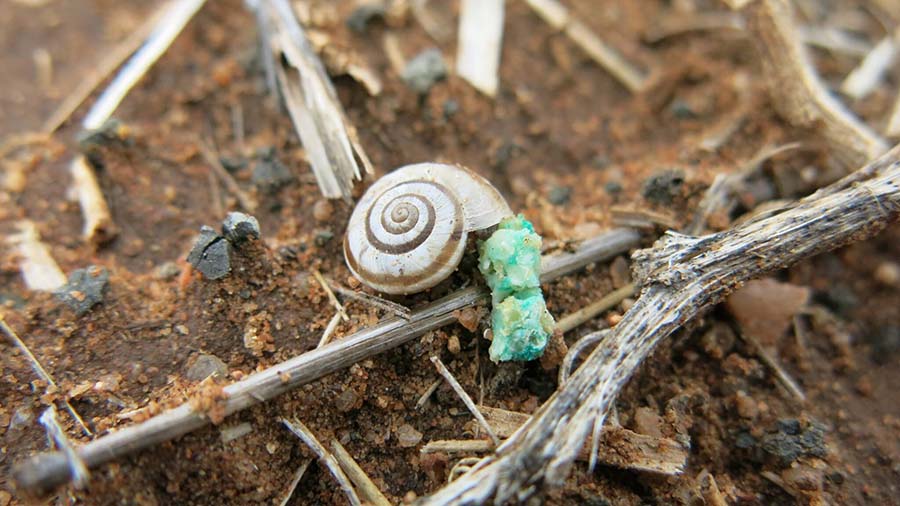 Introduced snails can cause significant economic losses to grain growers and baiting is typically part of year-round, integrated control measures. PHOTO SARDI