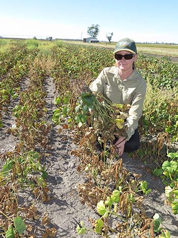 Pathologist Lisa Kelly in a mungbean crop showing signs of infection.