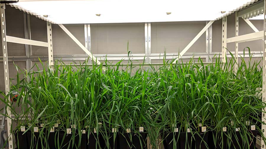 Wheat cultivar sensitivity to photoperiod and vernalisation was evaluated in controlled-environment rooms at a constant temperature of 22°C with either eight or 17-hour day lengths, and with or without vernalisation. PHOTO Max Bloomfield