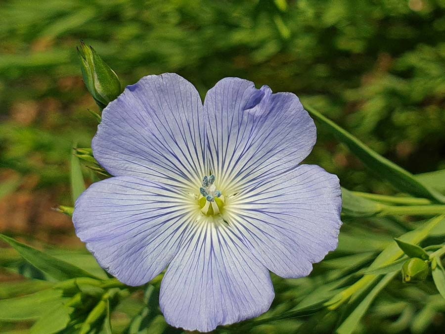 The blue-flowered linseed variety Croxton, which was trialled in Darkan, WA. PHOTO Dr Bronwyn Copestake