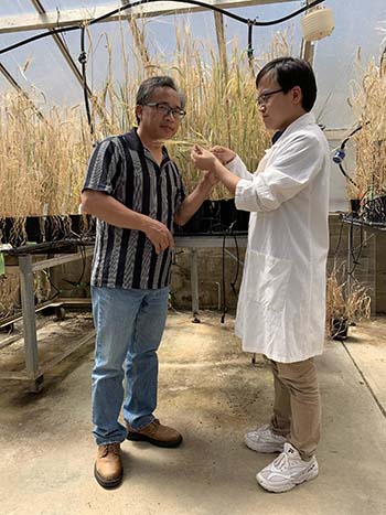 GRDC postdoctoral fellow Dr Yong Jia and Professor Chengdao Li observe blue aleurone expression in barley. PHOTO Murdoch University