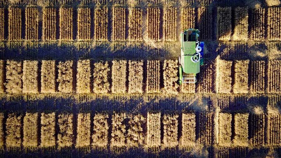 Harvesting elite heat tolerant germplasm in plot trials at Narrabri, NSW. PHOTO Kieran Shephard