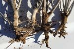 Early to mid-tillering is optimum time to check crop roots