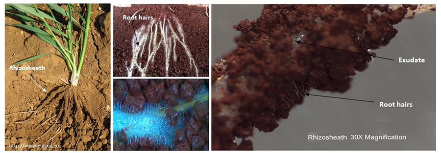 figure 1 shows pictures of roots