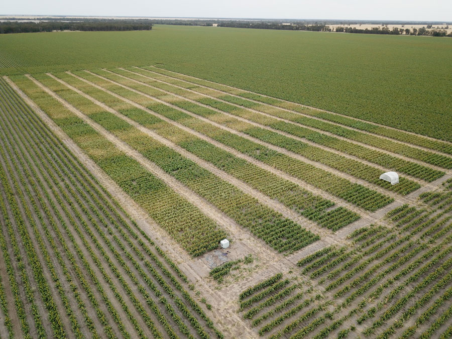 Overhead view of the sorghum trials 