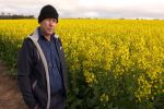 Read up on golden rules for growing canola