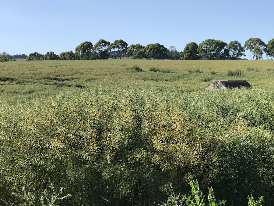 The canola field before it is windrowed 