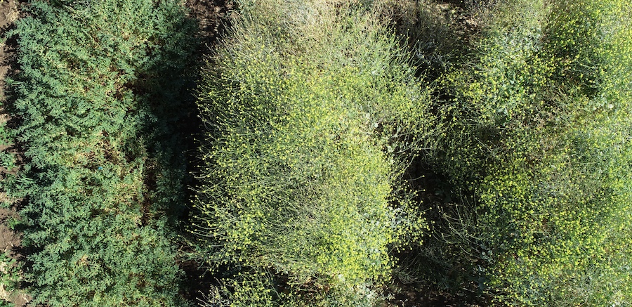 A drone shot of turnip weed flowering in chickpea 