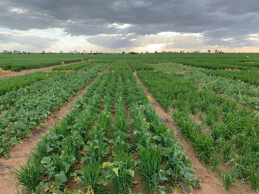 Companion crop of barley/canola at the Curyo trial site last year.