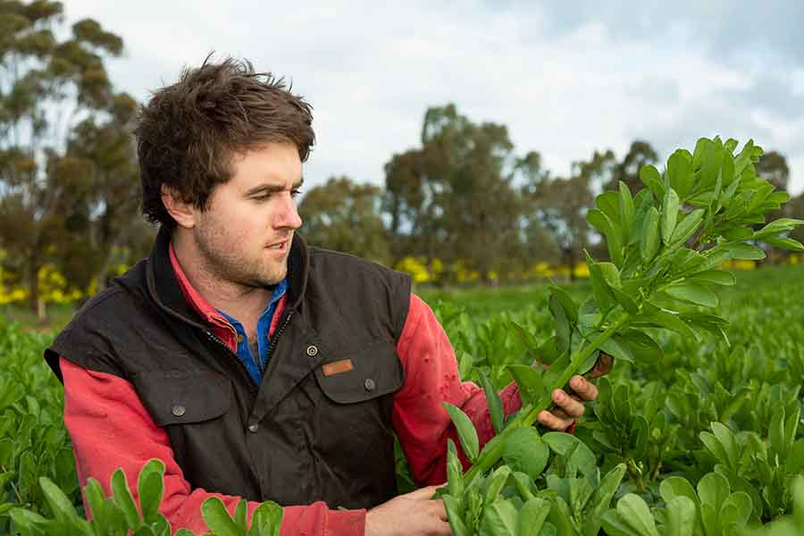 jock binnie holding a faba bean plant