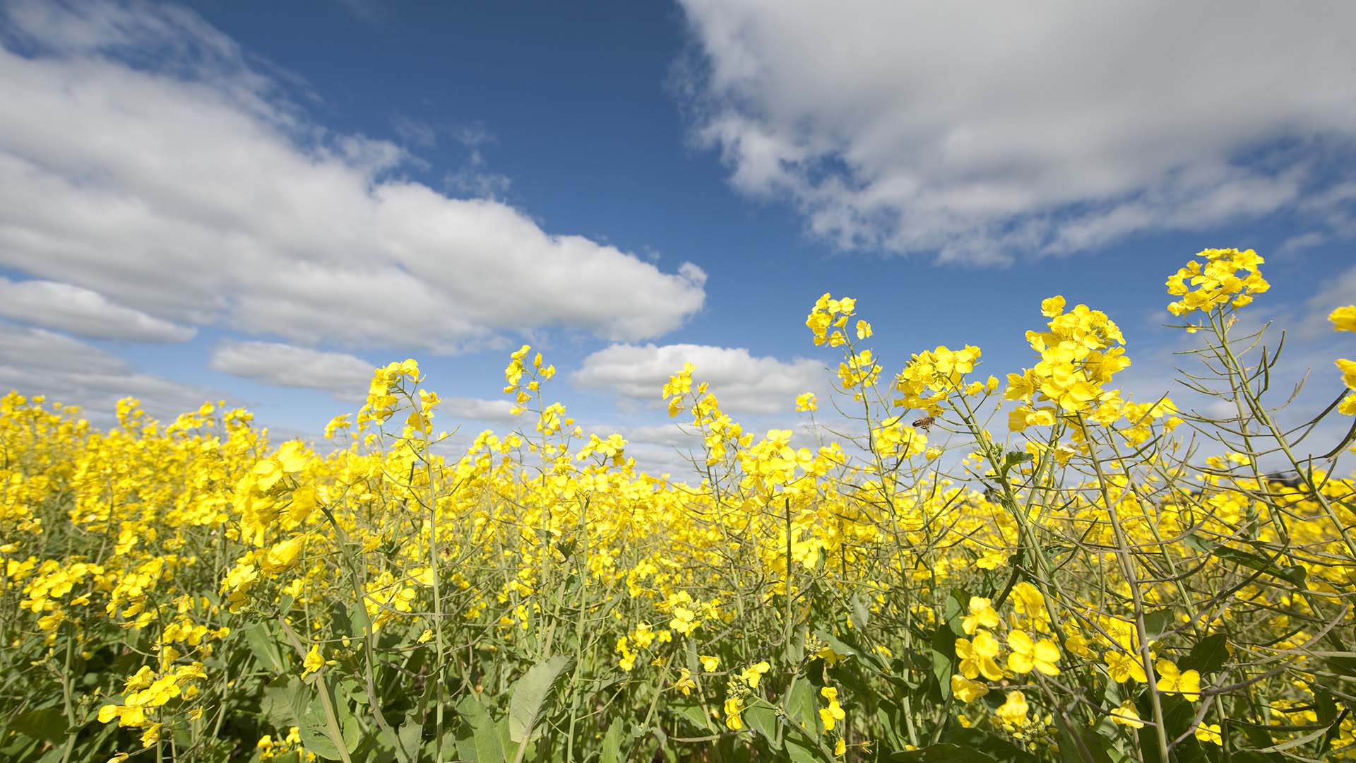 Hyper yielding canola breaks 5 tonne yield target | Groundcover