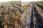 Swathing could improve mungbean desiccation
