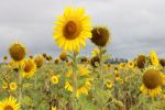 Is there a tactical role for summer cropping in southern WA?