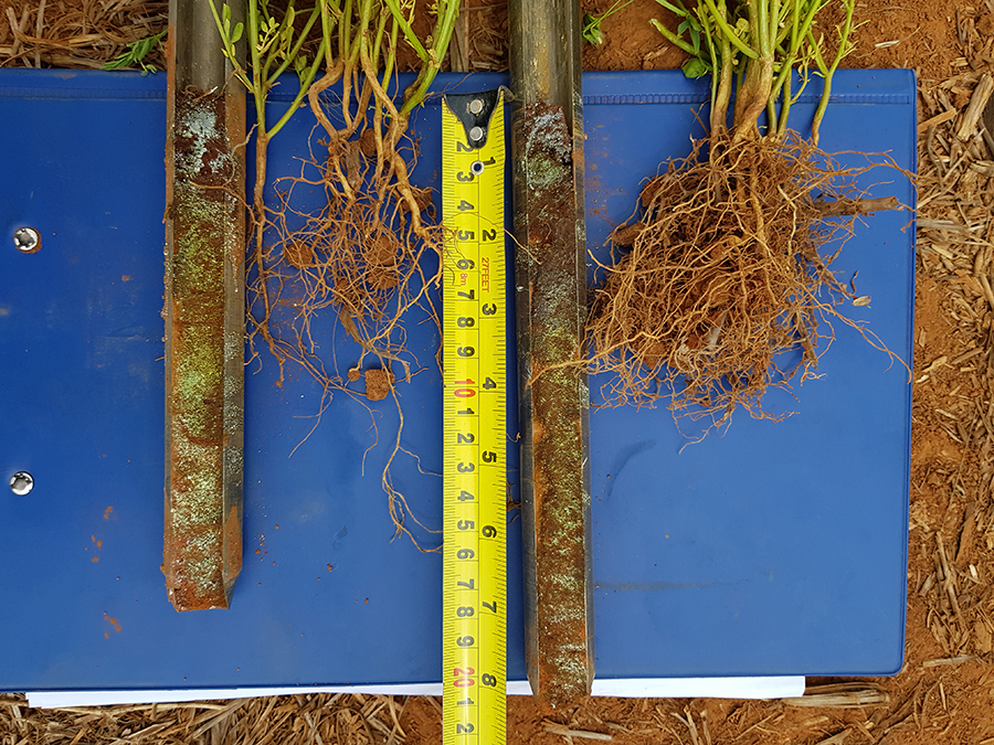 lentil roots on left where lime was not applied compared to a soil that had been ameliorated on the right.