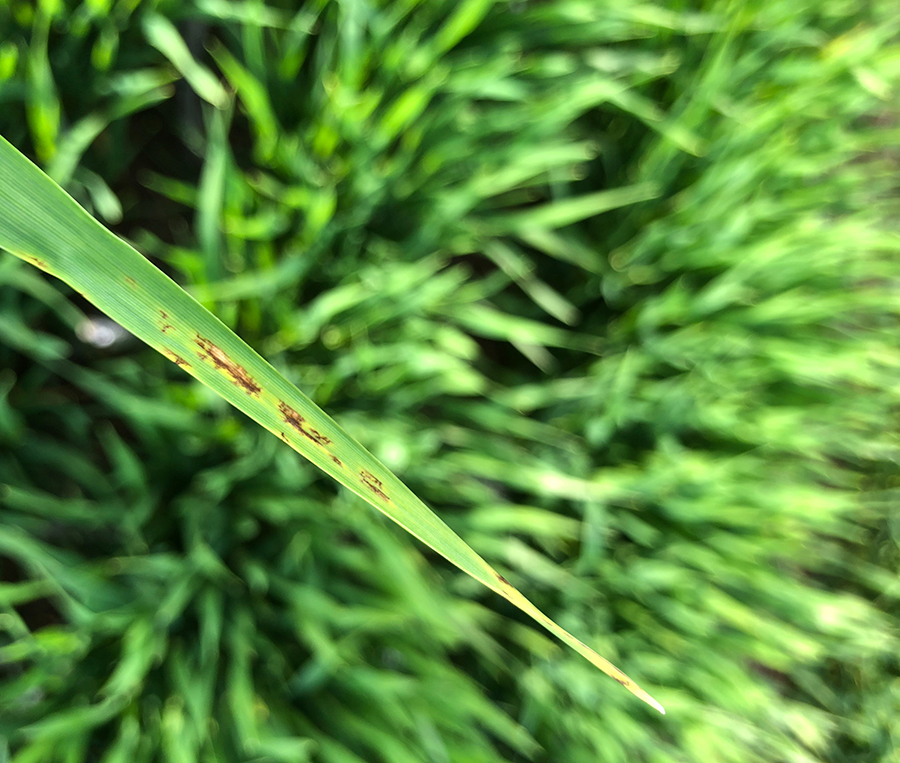 net form of net blotch in Spartacus CL barley