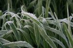 $9.3 million invested to reduce frost and heat impact on farm