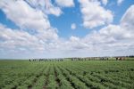 Agtech and automation field day for growers at Tosari