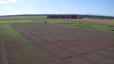 Chickpea blight – resistance phenotyping