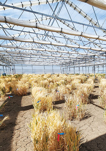 Cereals growing inside the regeneration greenhouse. 