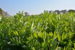 Australian faba bean growers to benefit from renewed breeding approach