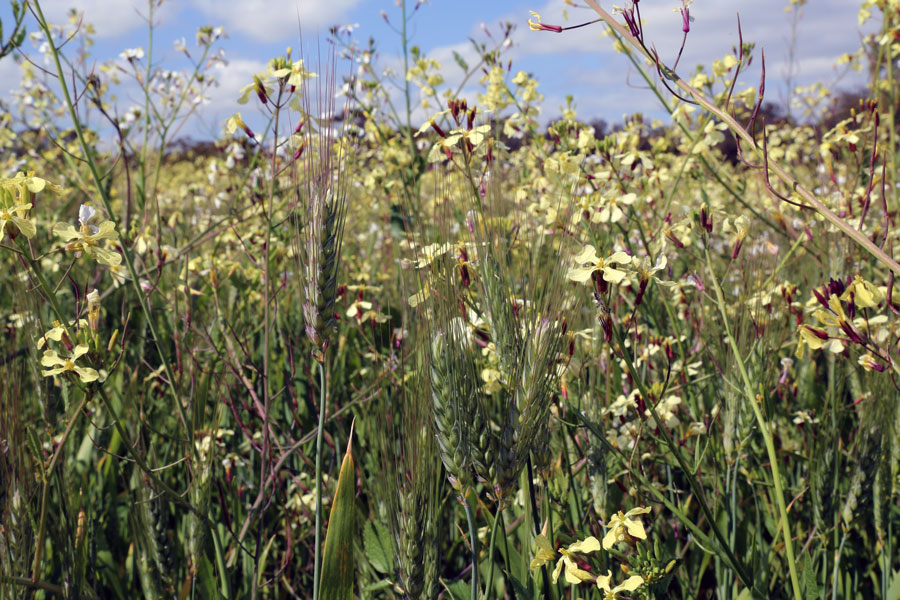 yellow flowering weeds growing amongst wheat