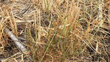 Australia’s number one weed creeps northwards