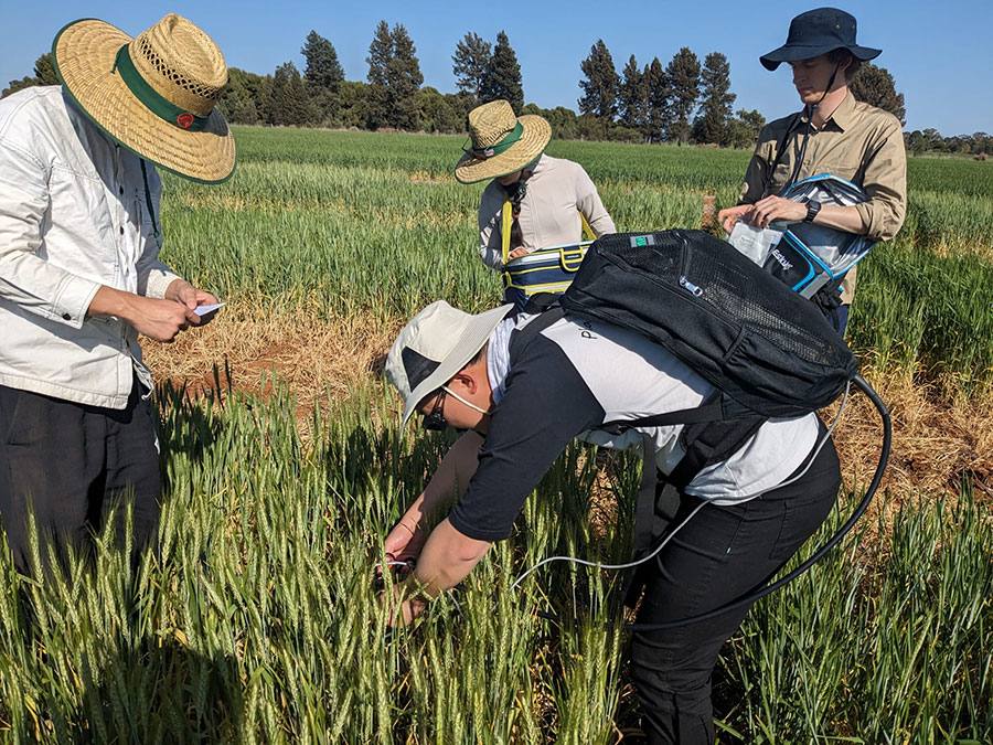 People in a paddock measuring wheat leaves