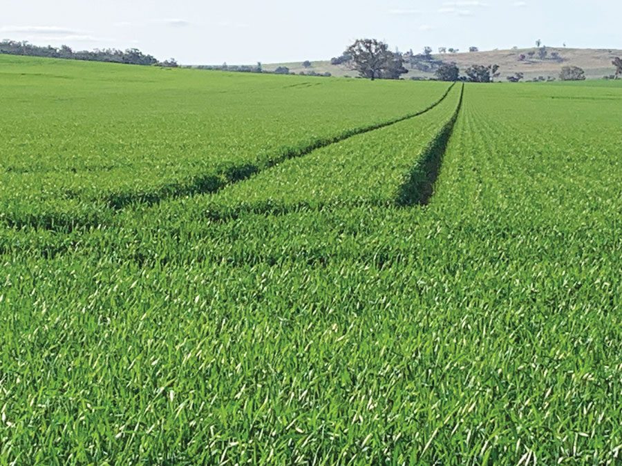 Wheat at ‘Myee’, near Grenfell, NSW, in August.