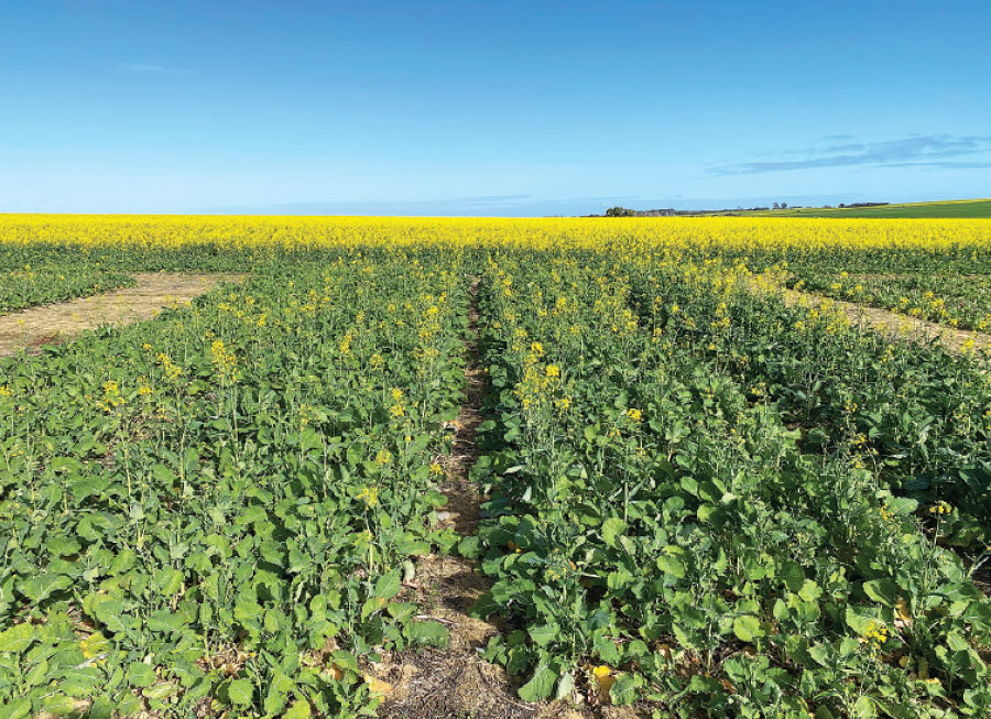 The Meckering site’s canola crop in 2023 after a  previous wheat crop.
