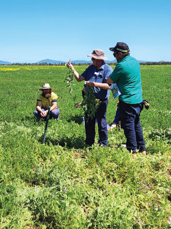 WA Department of Primary Industries and Regional Development senior research scientist Mark Seymour (centre) checks the roots of poorly nodulated vetch during  a field day near Lake Toolbrunup in September 2023. 